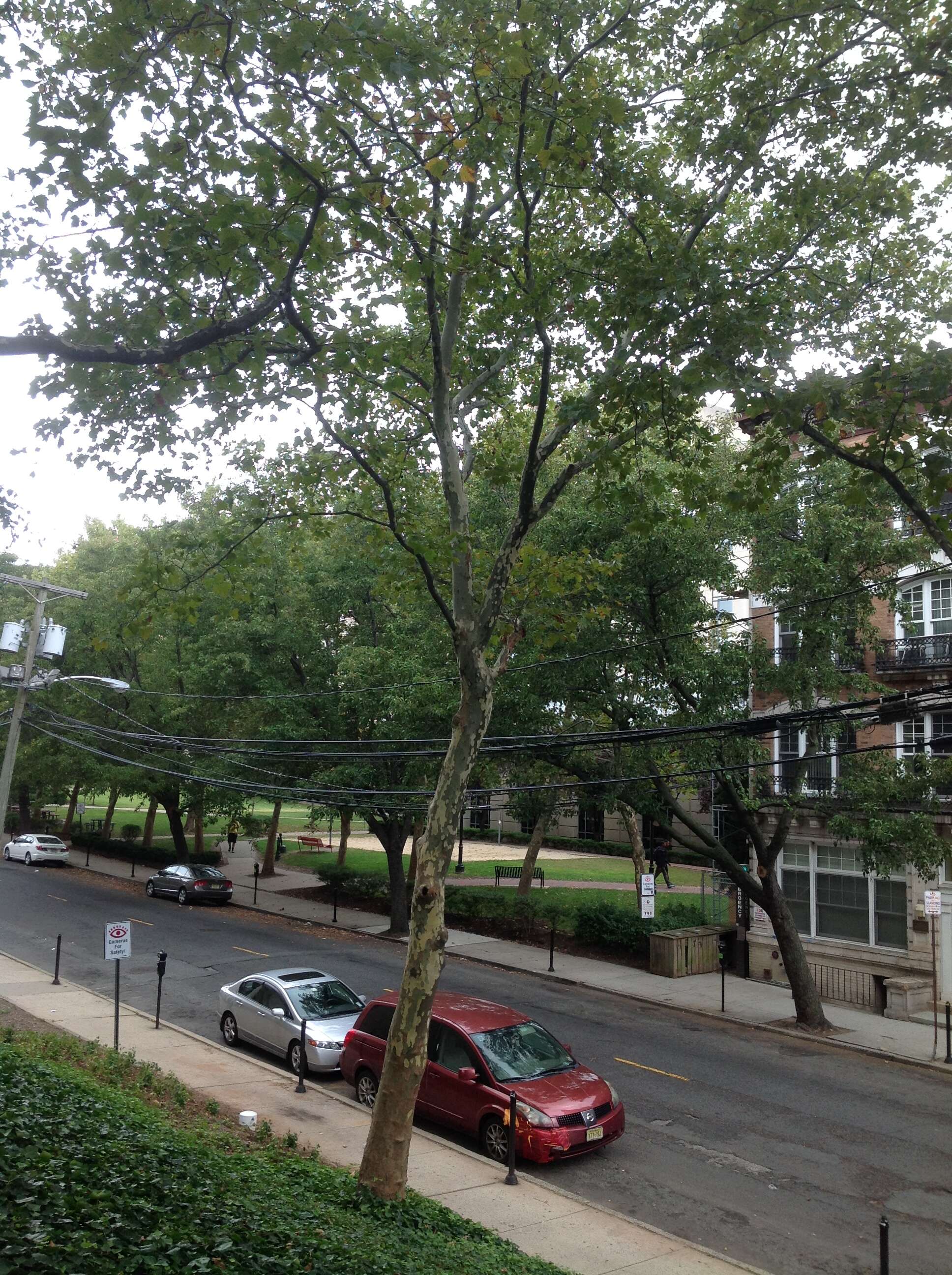 Imagem de Platanus occidentalis L.