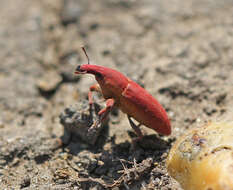 Слика од Lixus angustus (Herbst 1795)