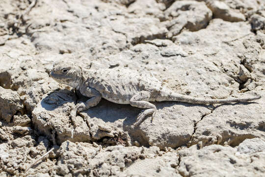 Image of Sunwatcher Toadhead Agama