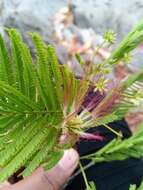 Image of Albizia polyphylla E. Fourn.