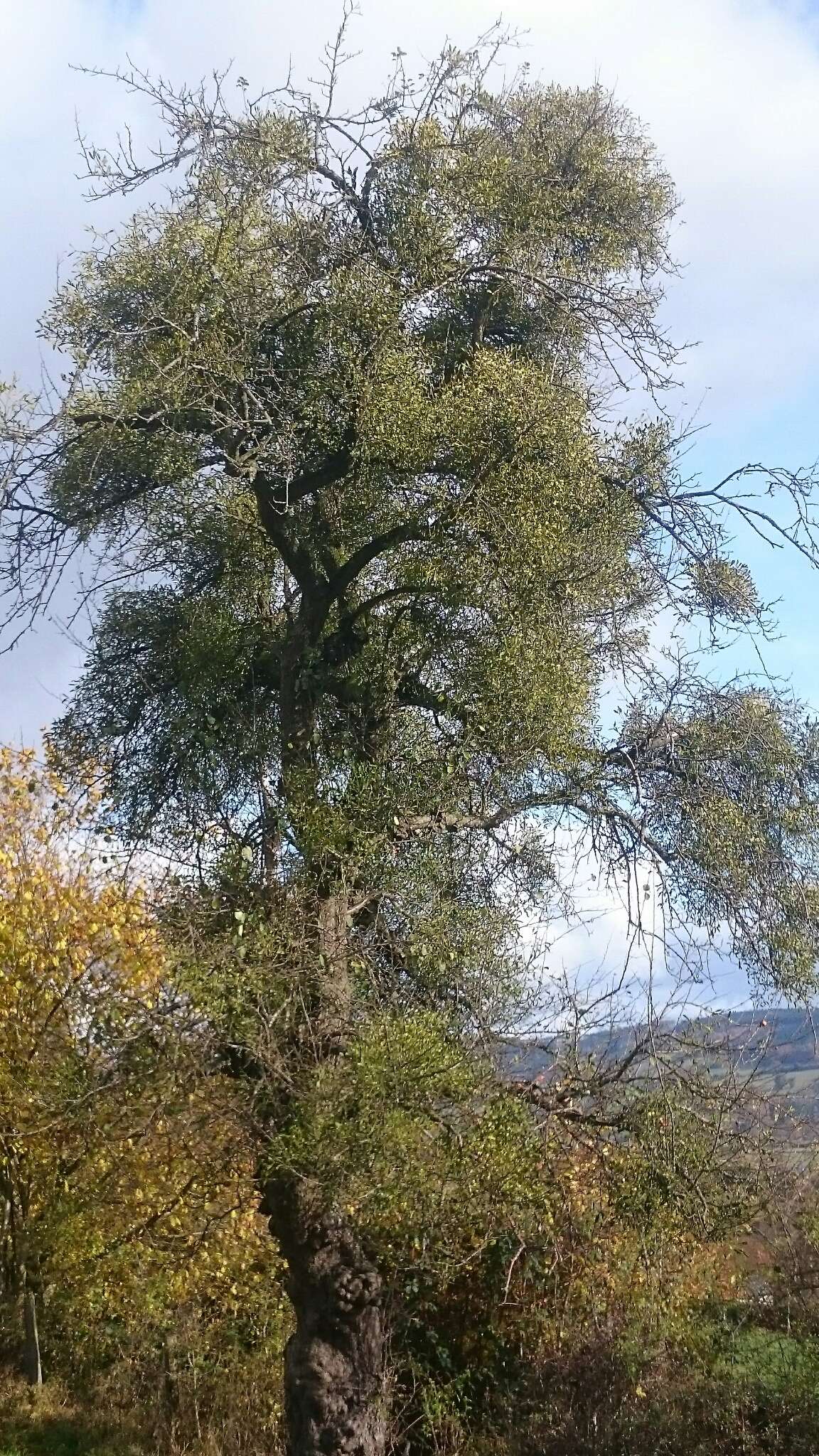 Image of European mistletoe