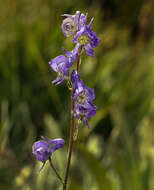 Sivun Aconitum columbianum subsp. columbianum kuva