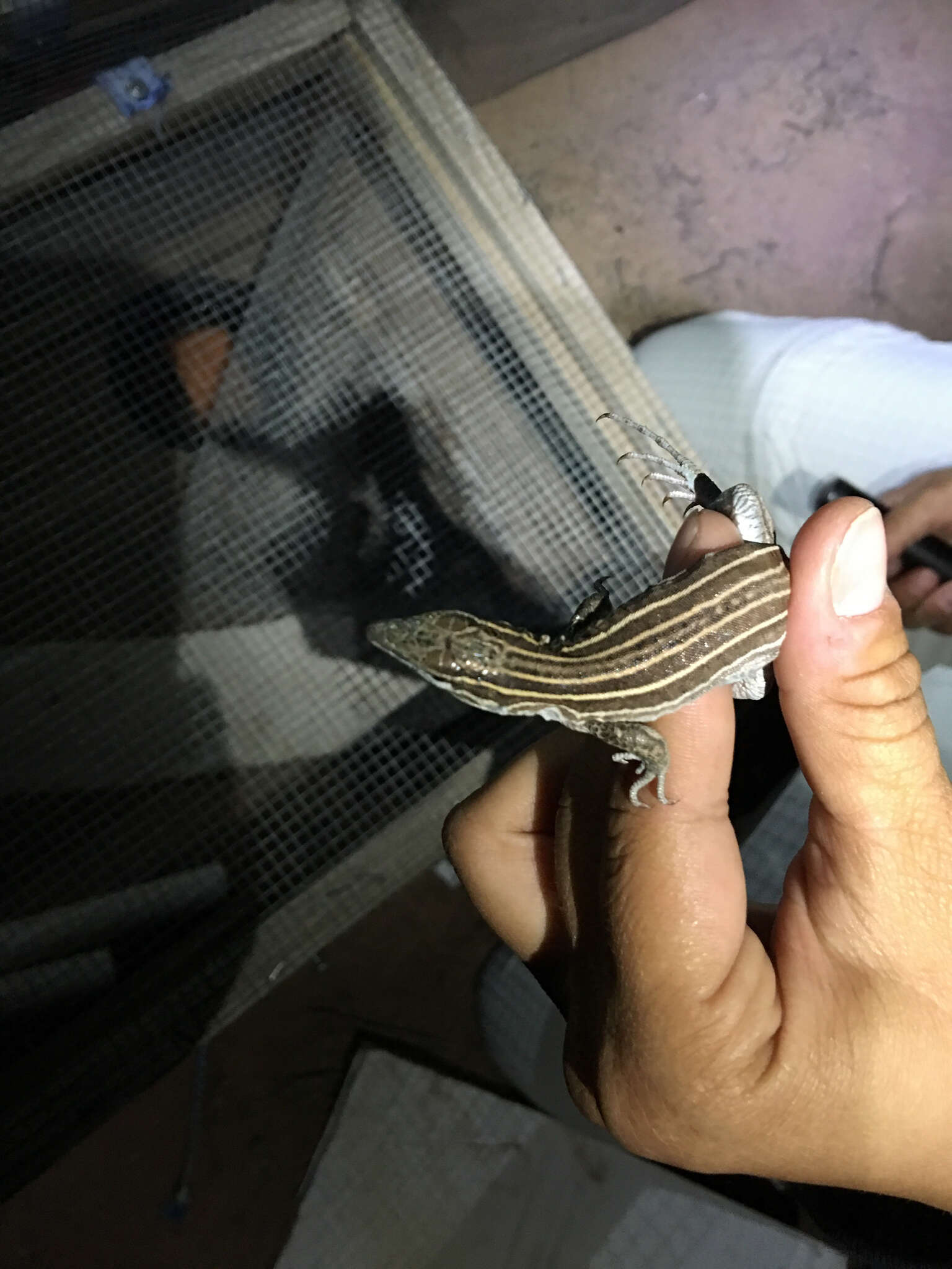 Image of Plateau Striped Whiptail