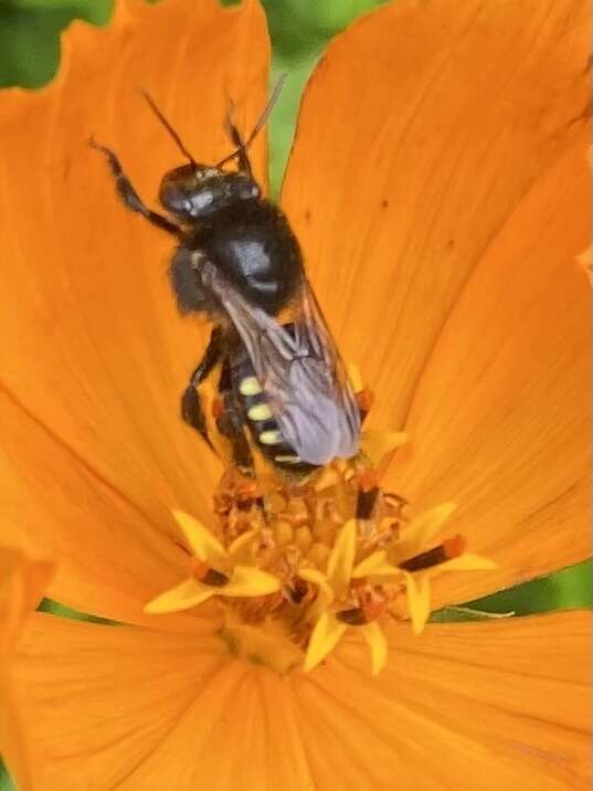 Image of Melipona quadrifasciata Lepeletier 1836