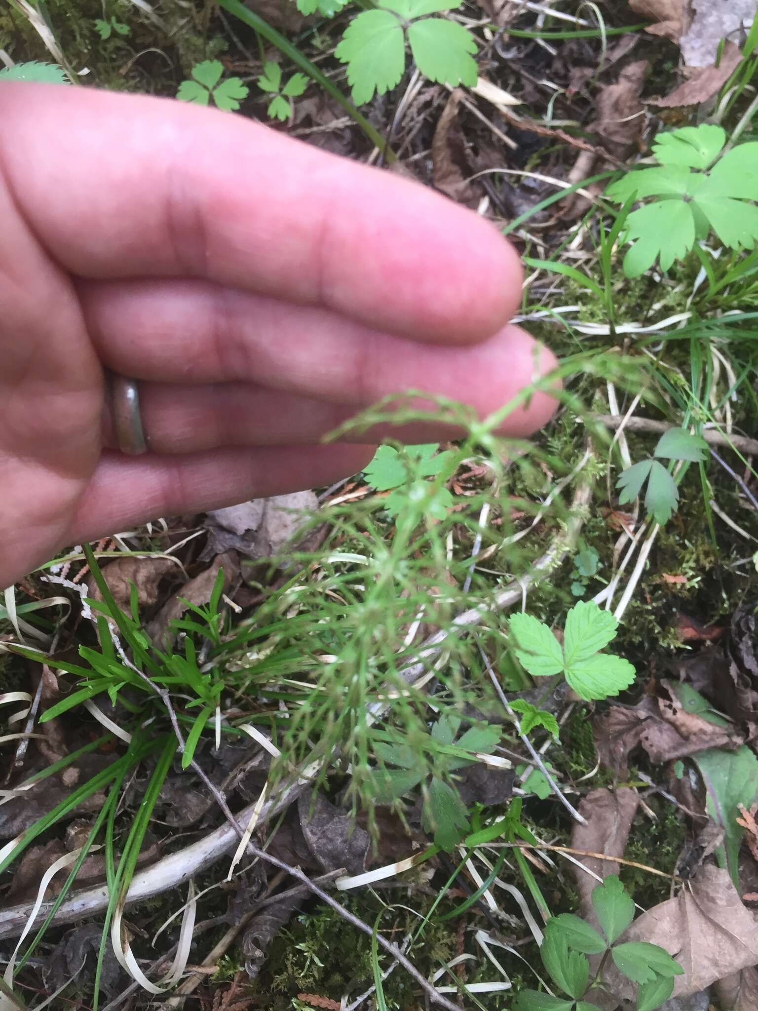 Слика од Equisetum sylvaticum L.