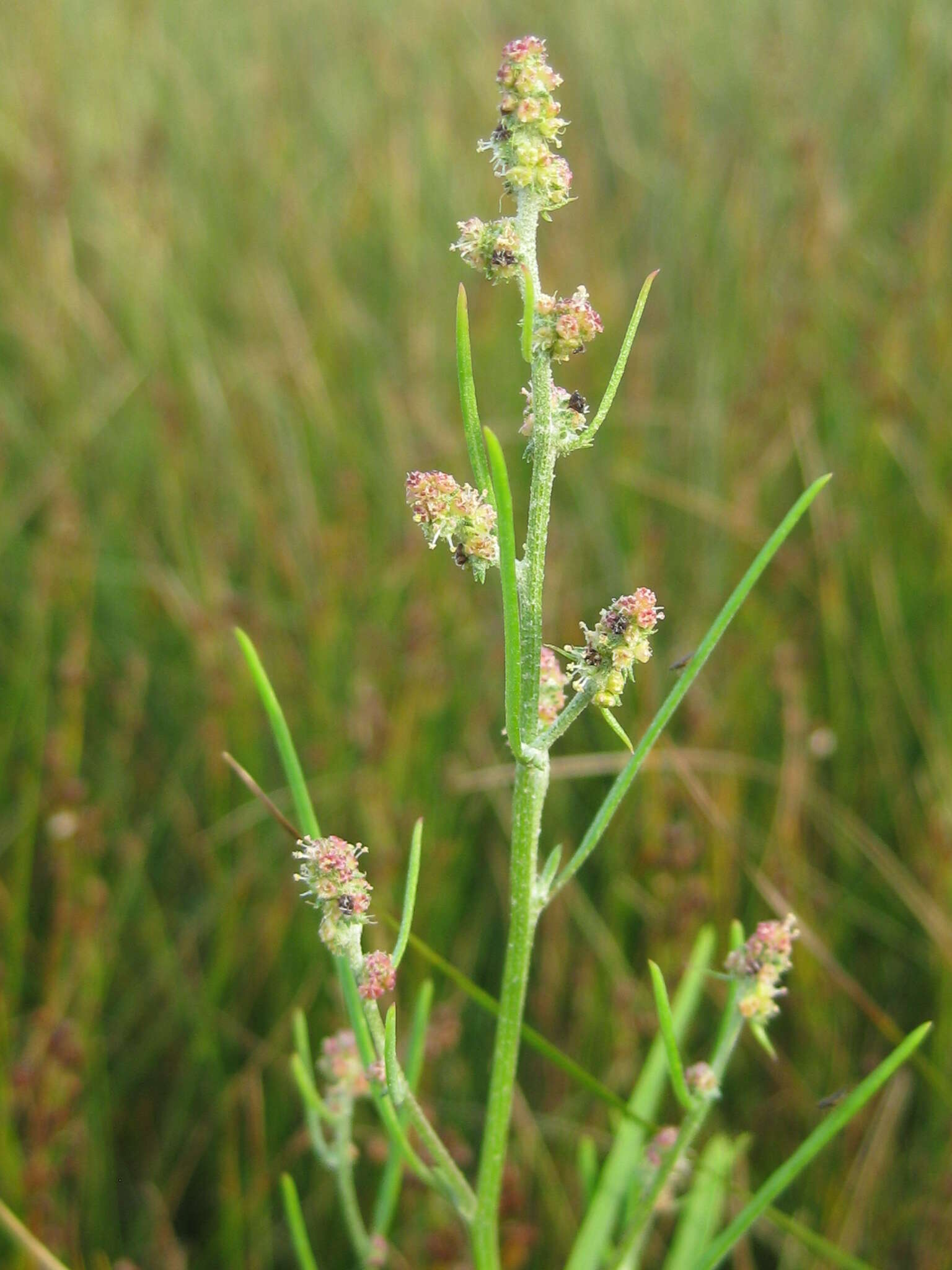 Image of Grass-leaved orache