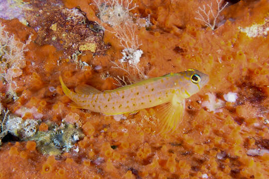 Image of Yaldwyn's Triplefin