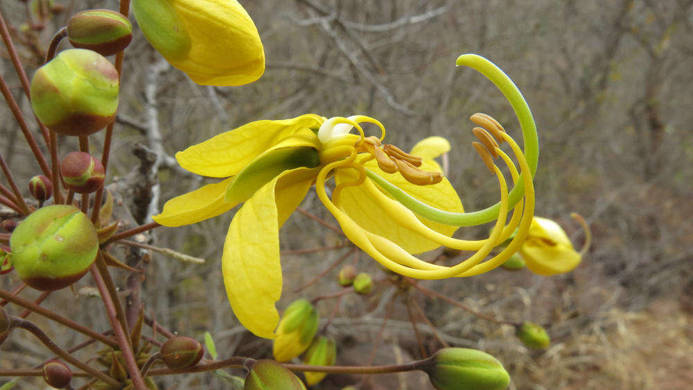 صورة Cassia abbreviata subsp. beareana (Holmes) Brenan