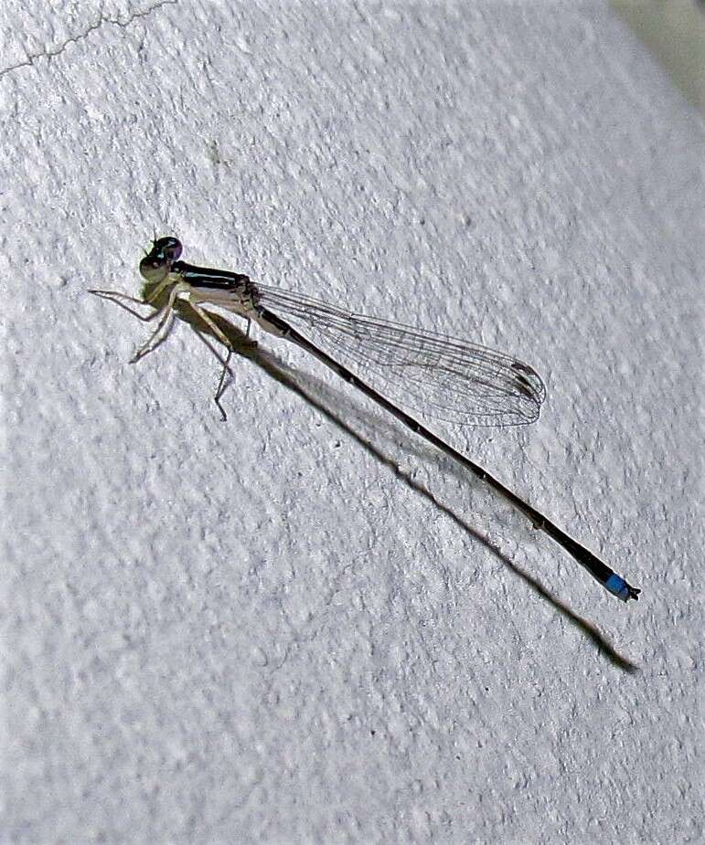 Image of Argentagrion ambiguum (Ris 1904)