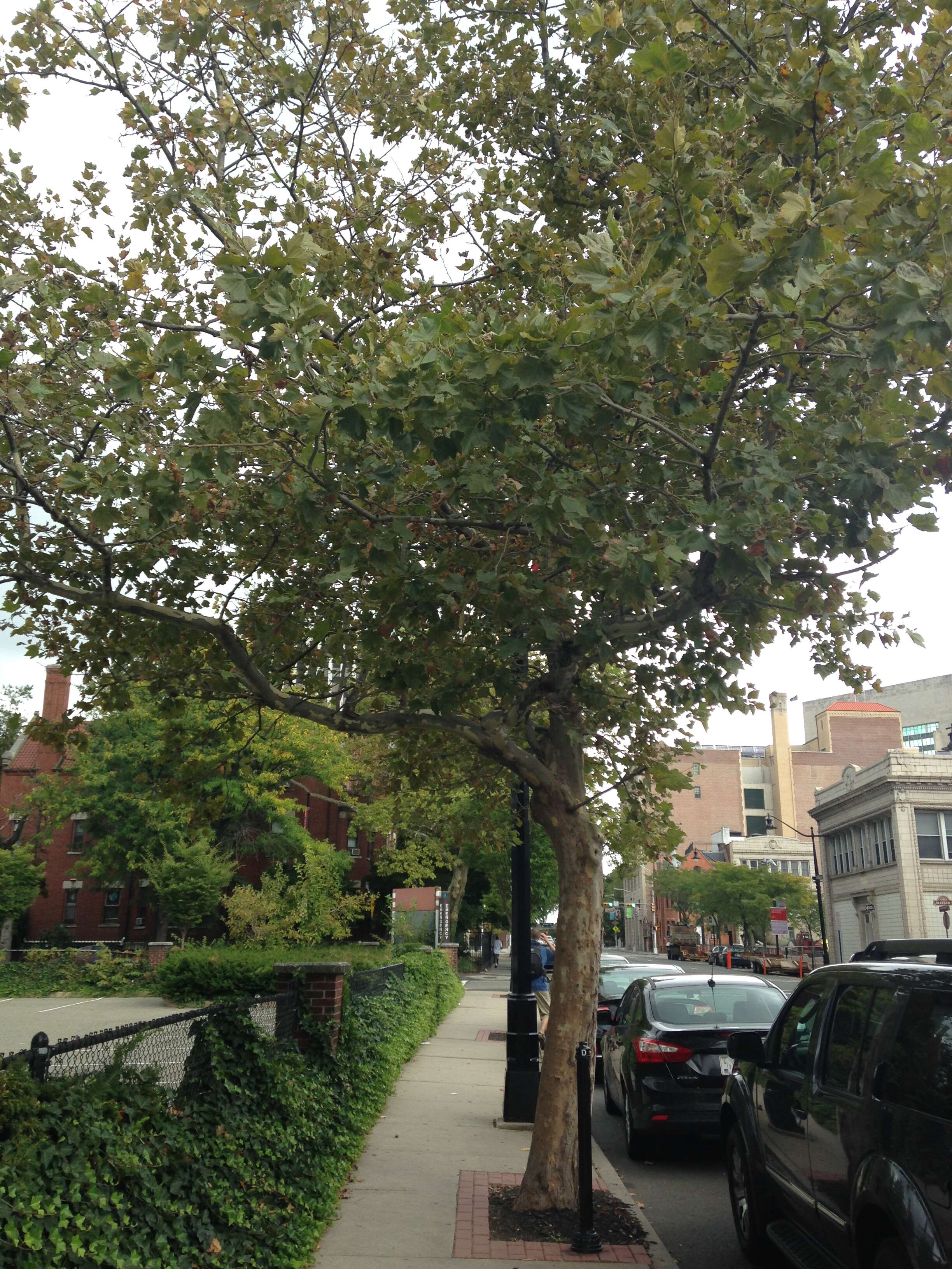 Image of American sycamore