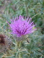 Plancia ëd Cirsium pugnax Somm. & Levier