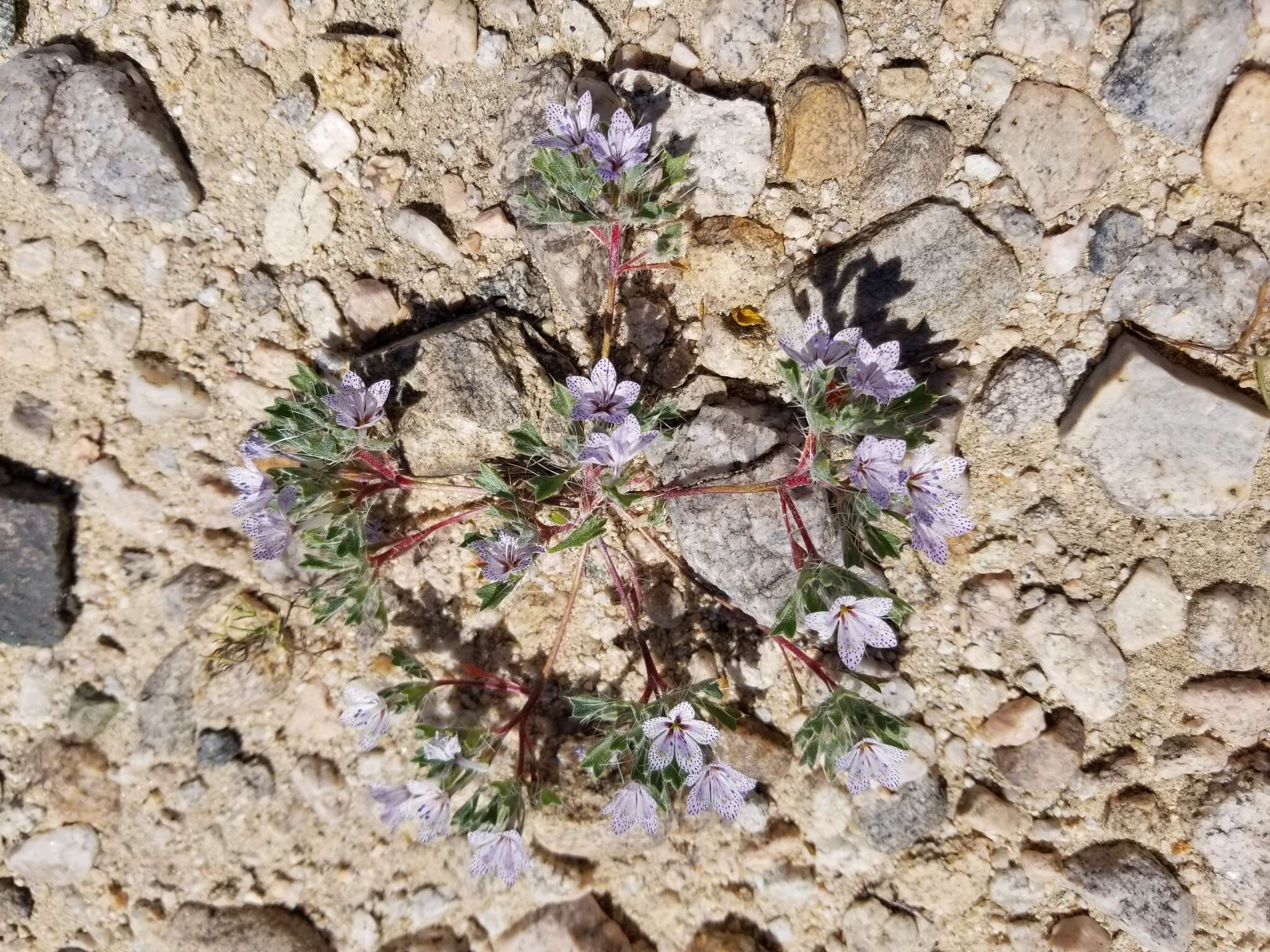 Image of Great Basin langloisia