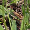 Image of Migratory locust