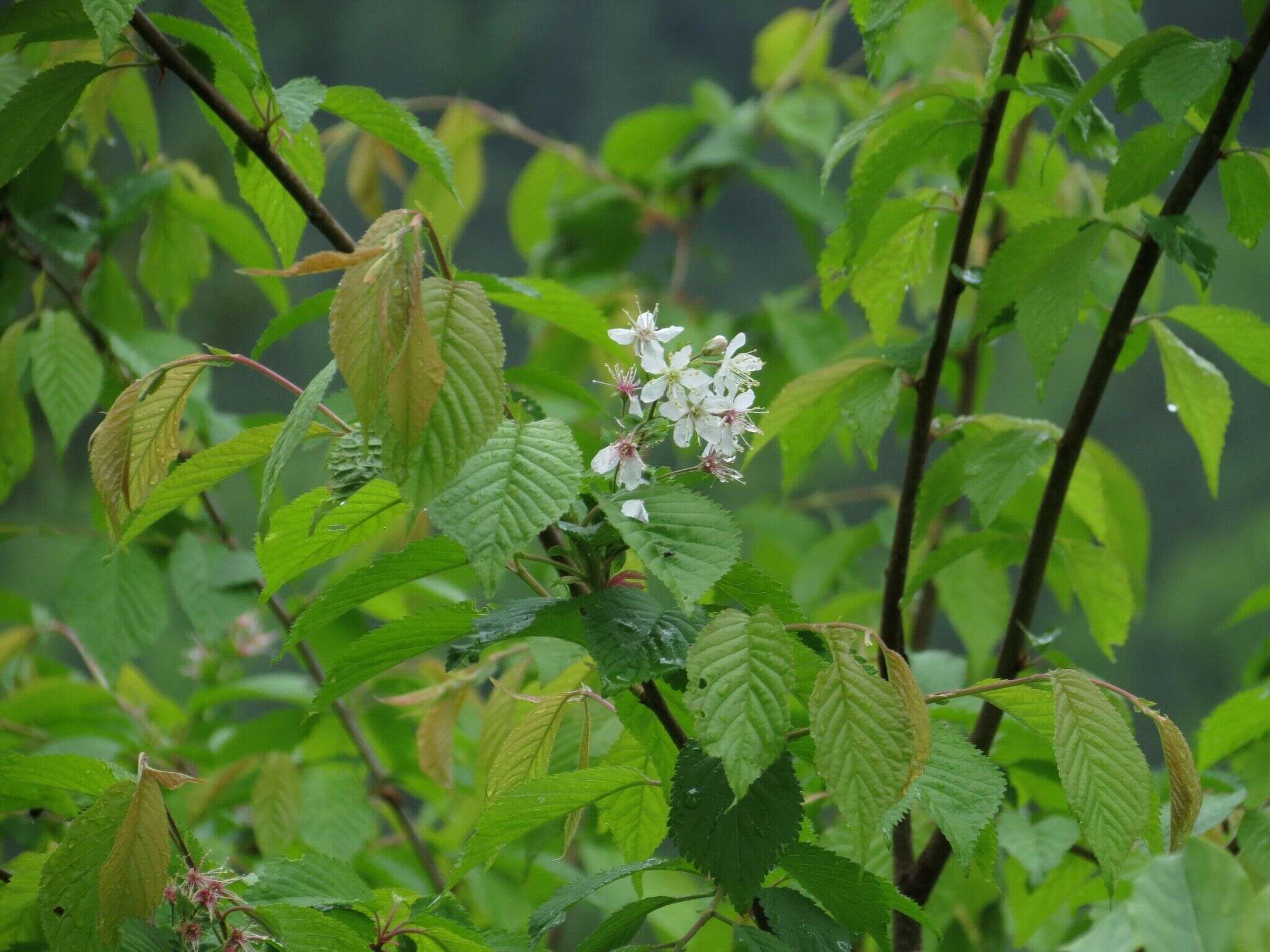 Image of Corydalis gigantea Trautv. & Meyer