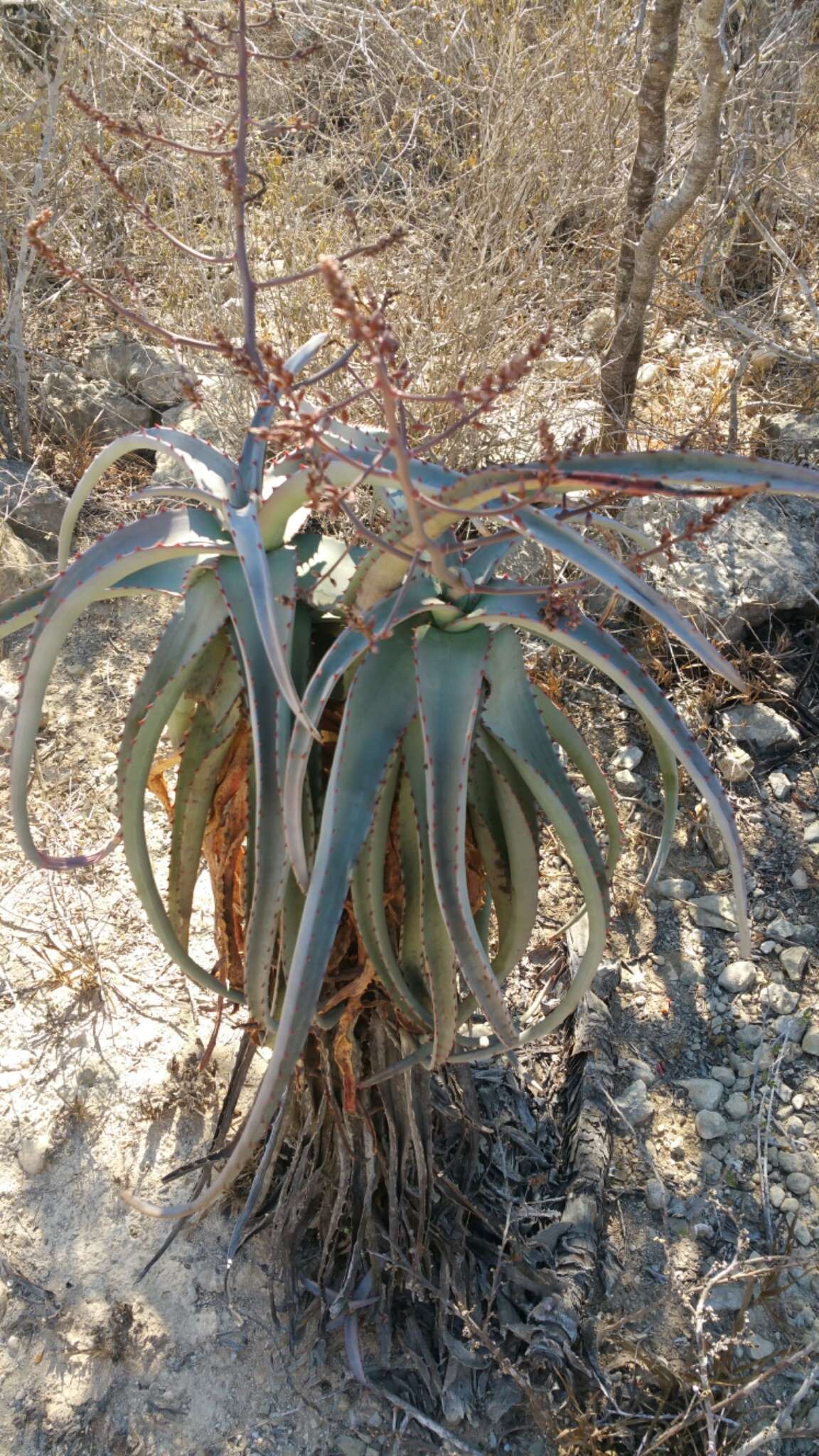 Aloe divaricata A. Berger resmi