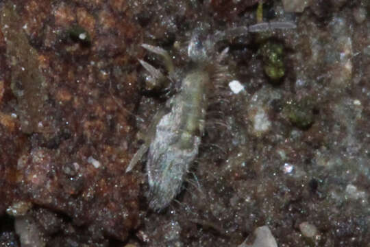 Image of Springtail