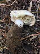 Image of Tricholoma saponaceum (Fr.) P. Kumm.