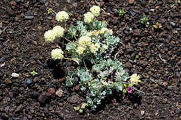 Image of Craters of the Moon cushion buckwheat