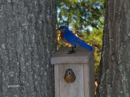 Image of Eastern Bluebird