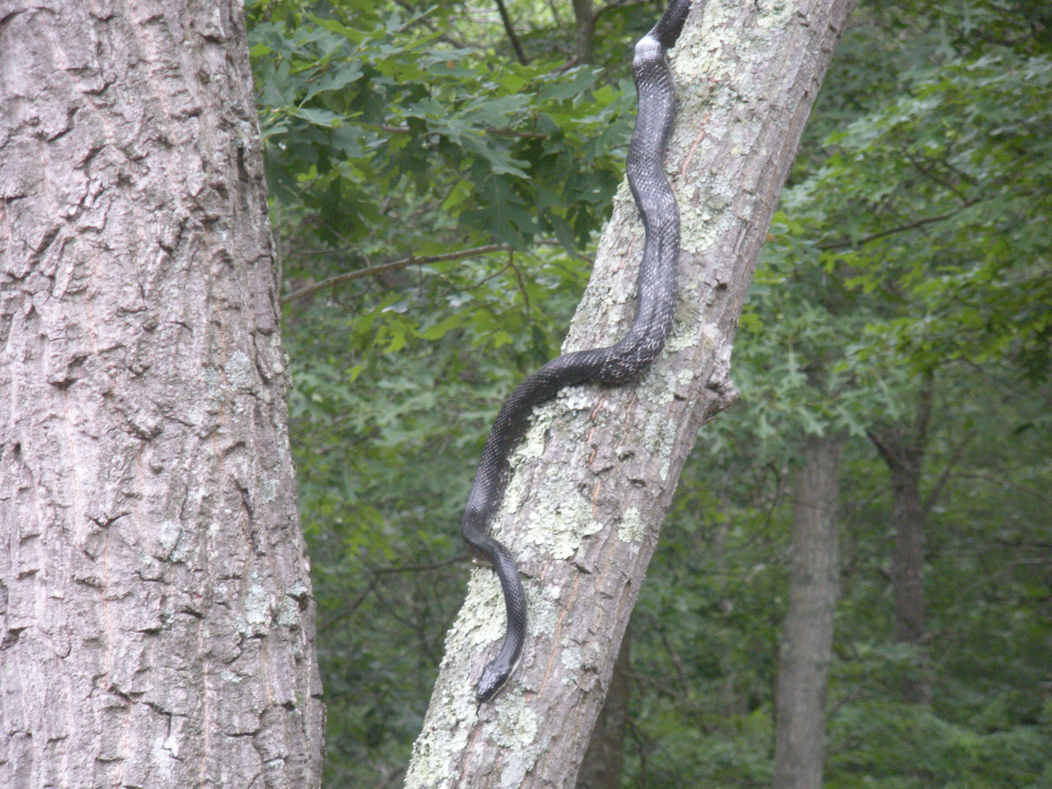 Image of black rat snake