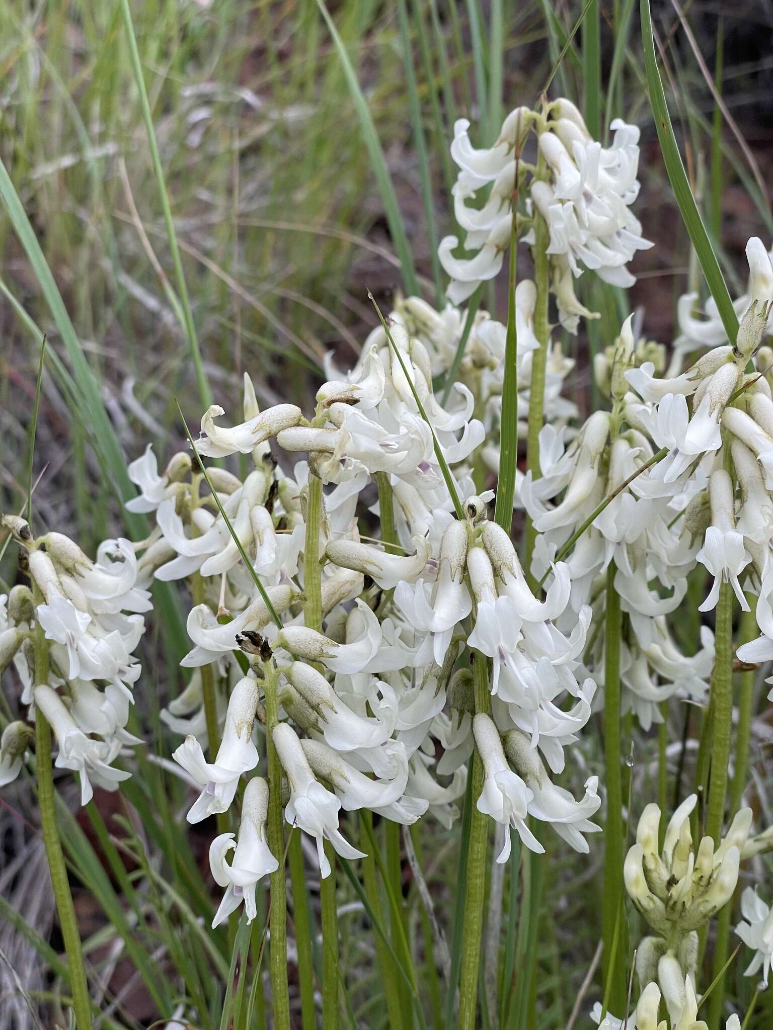 Imagem de Astragalus sheldonii (Rydb.) Barneby