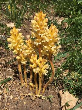 Imagem de Orobanche lutea Baumg.