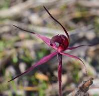 Imagem de Caladenia cruciformis D. L. Jones