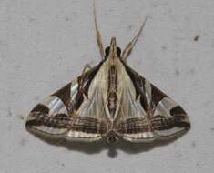 Agrioglypta excelsalis Walker (1866) resmi