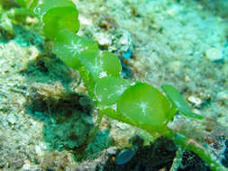 Image of Caulerpa nummularia