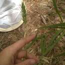 Elymus virginicus L.的圖片