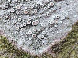 Image of rim lichen