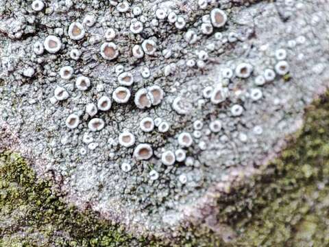 Imagem de Lecanora argentata (Ach.) Malme