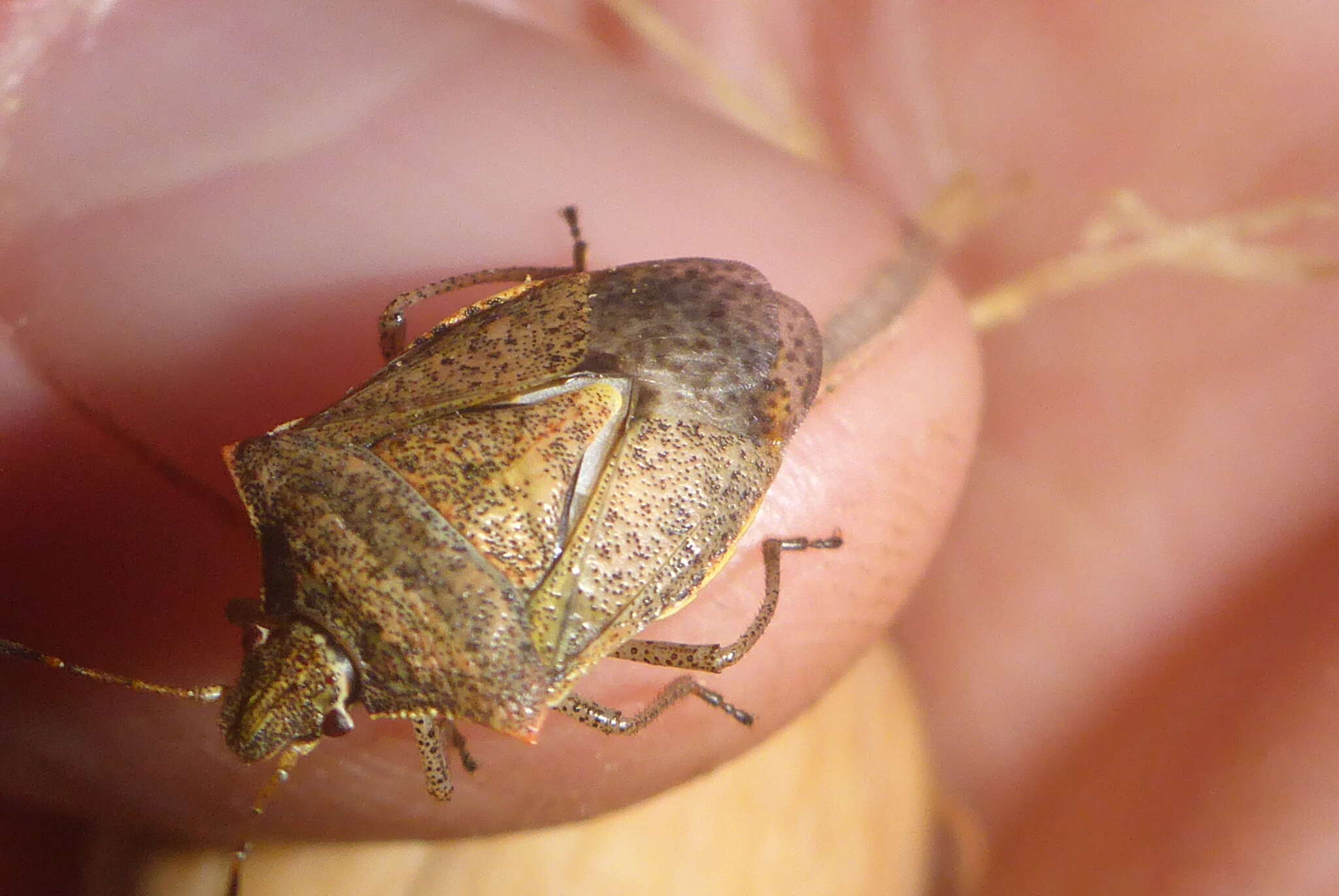 Image of One Spotted Stink Bug