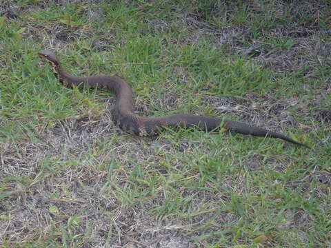 Image of Cottonmouth