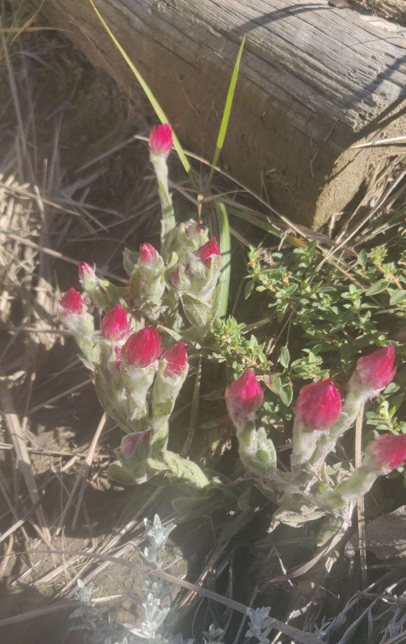 Image of Helichrysum adenocarpum DC.