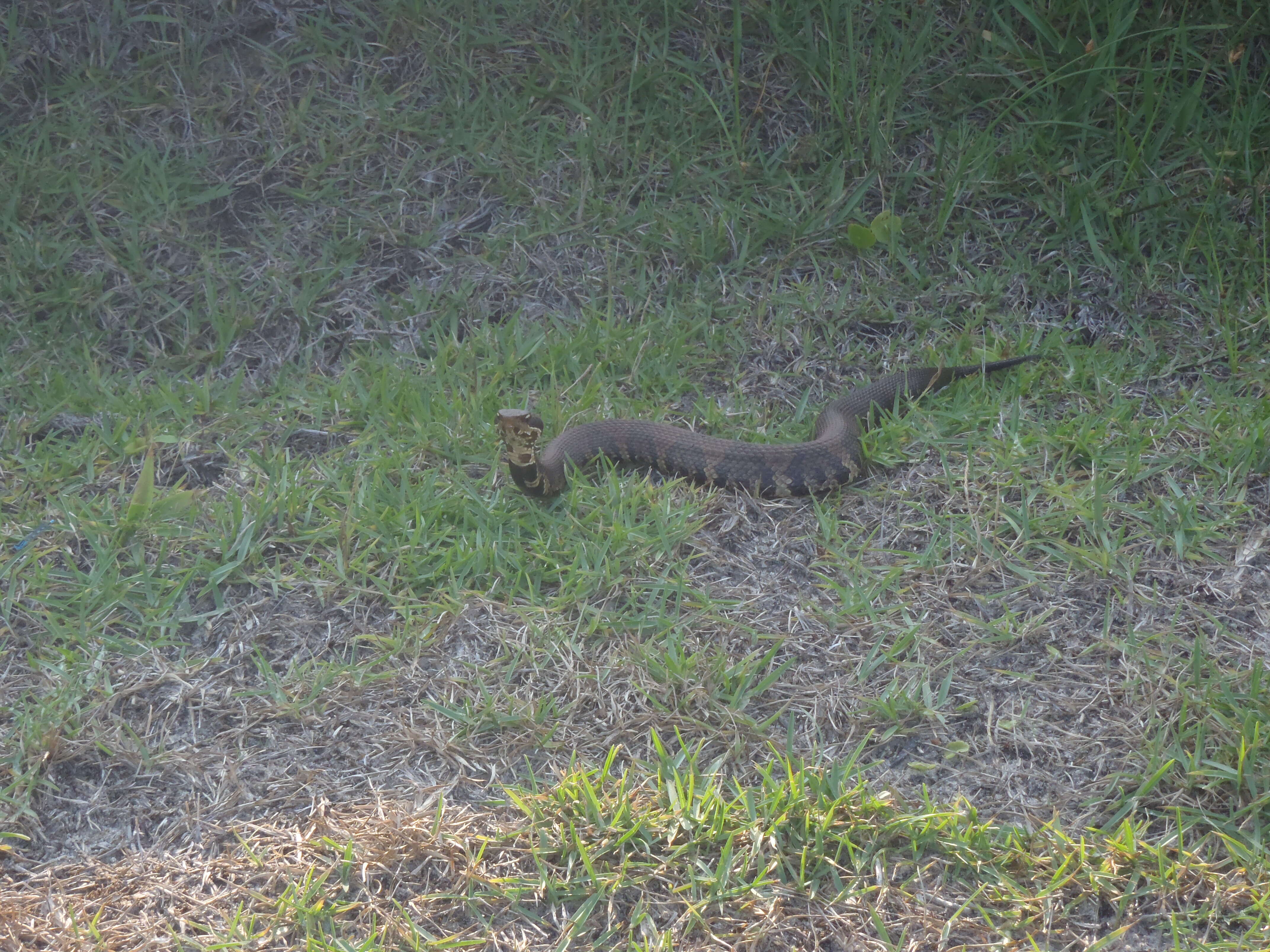 Image of Cottonmouth