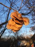 Image of Ptelea trifoliata var. mollis Torr. & Gray