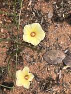 Imagem de Xenostegia tridentata (L.) D. F. Austin & Staples