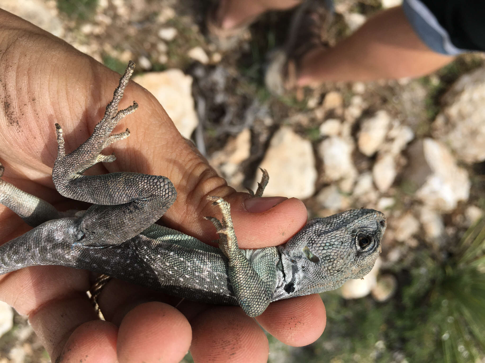 Image of Eastern Collared Lizard