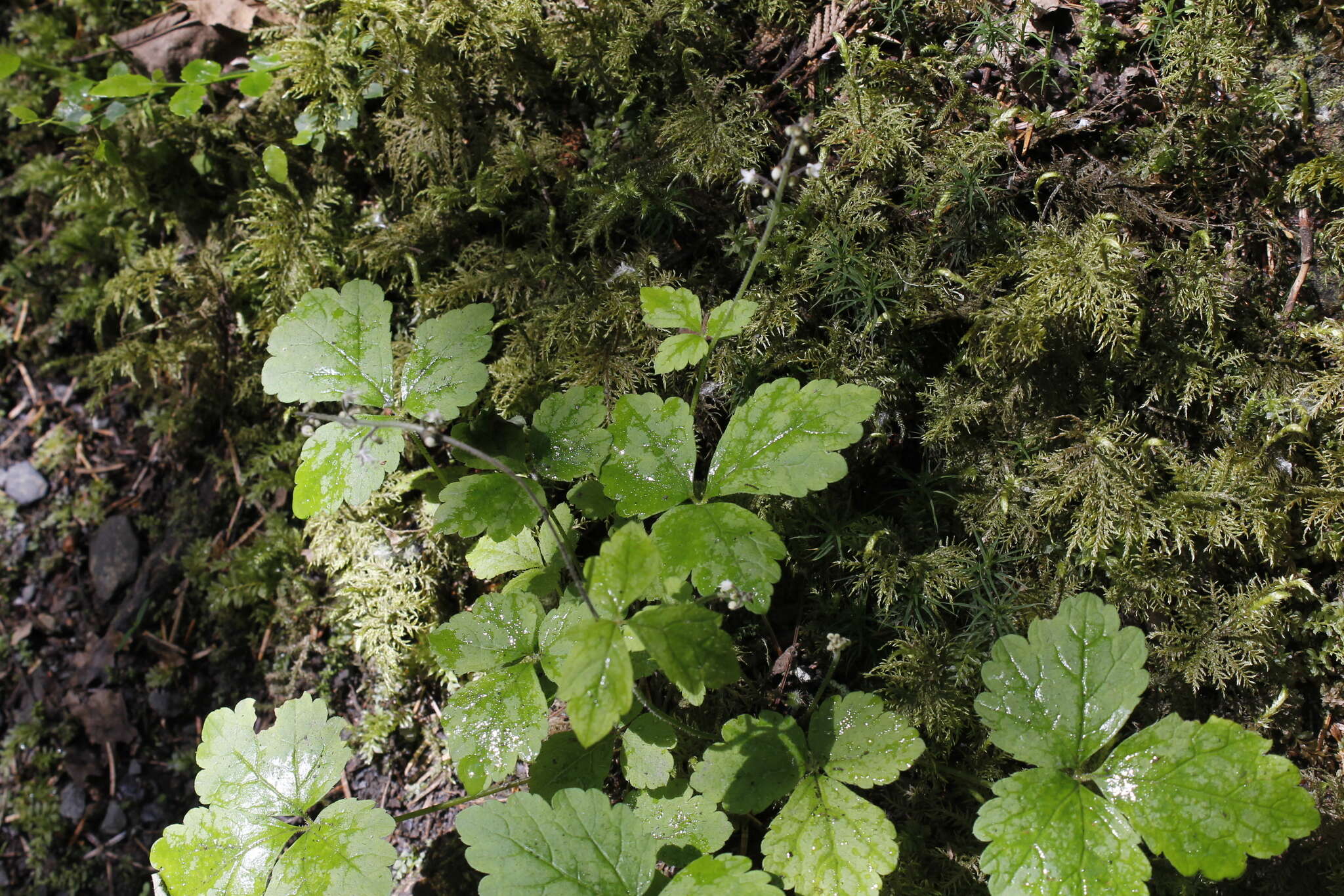 Image of Tiarella trifoliata var. trifoliata