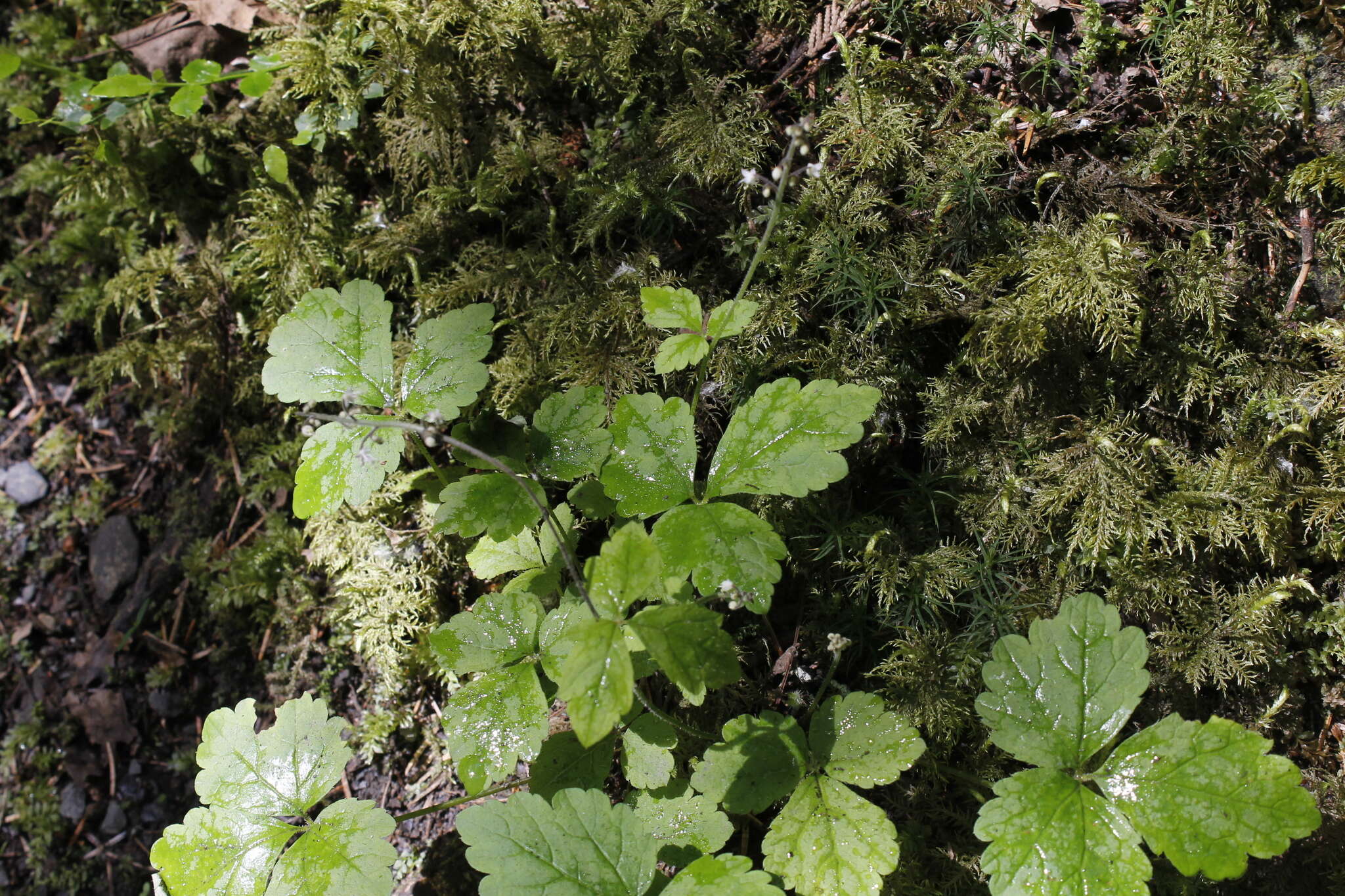 Imagem de Tiarella trifoliata var. trifoliata