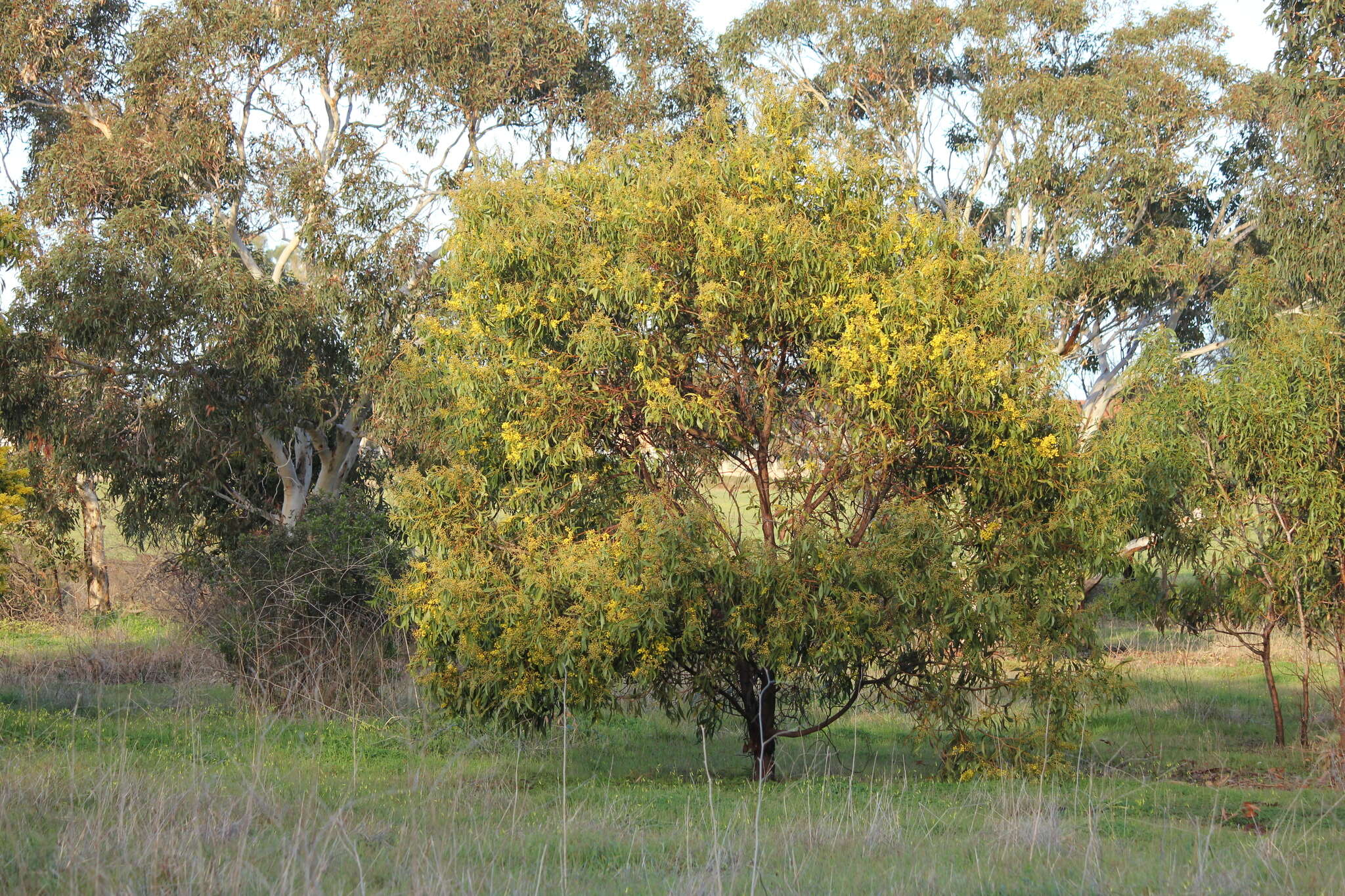 Sivun Acacia pycnantha Benth. kuva