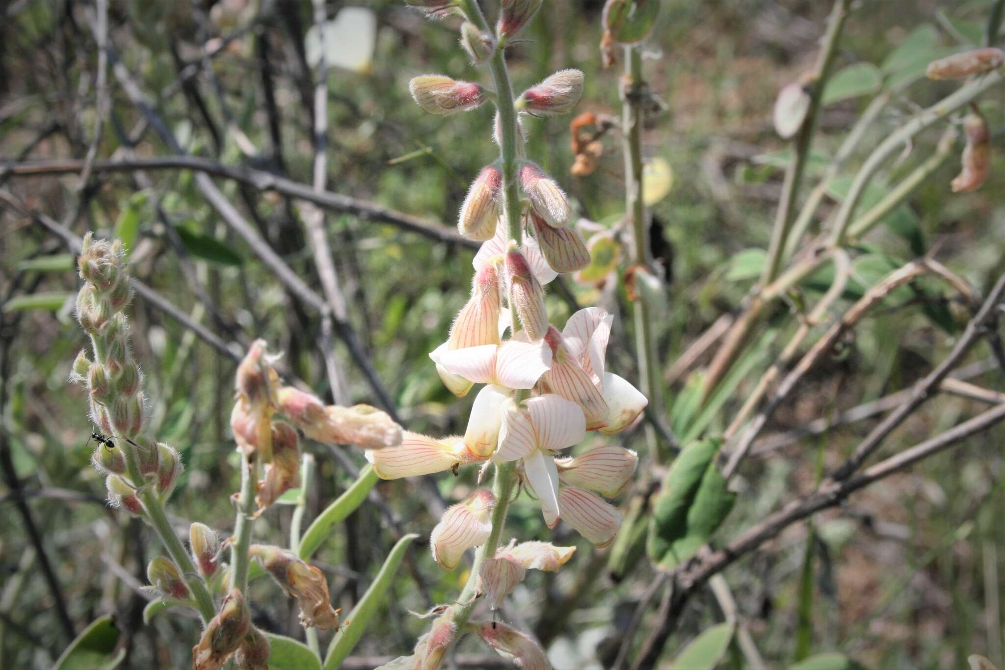 Plancia ëd Onobrychis hypargyrea Boiss.