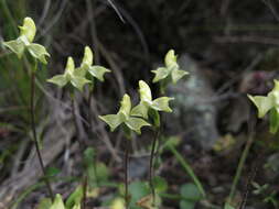 Image of Disperis bolusiana subsp. bolusiana