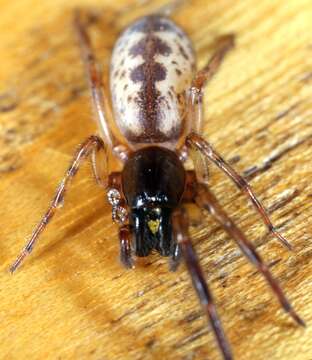 Image of snake-back spider