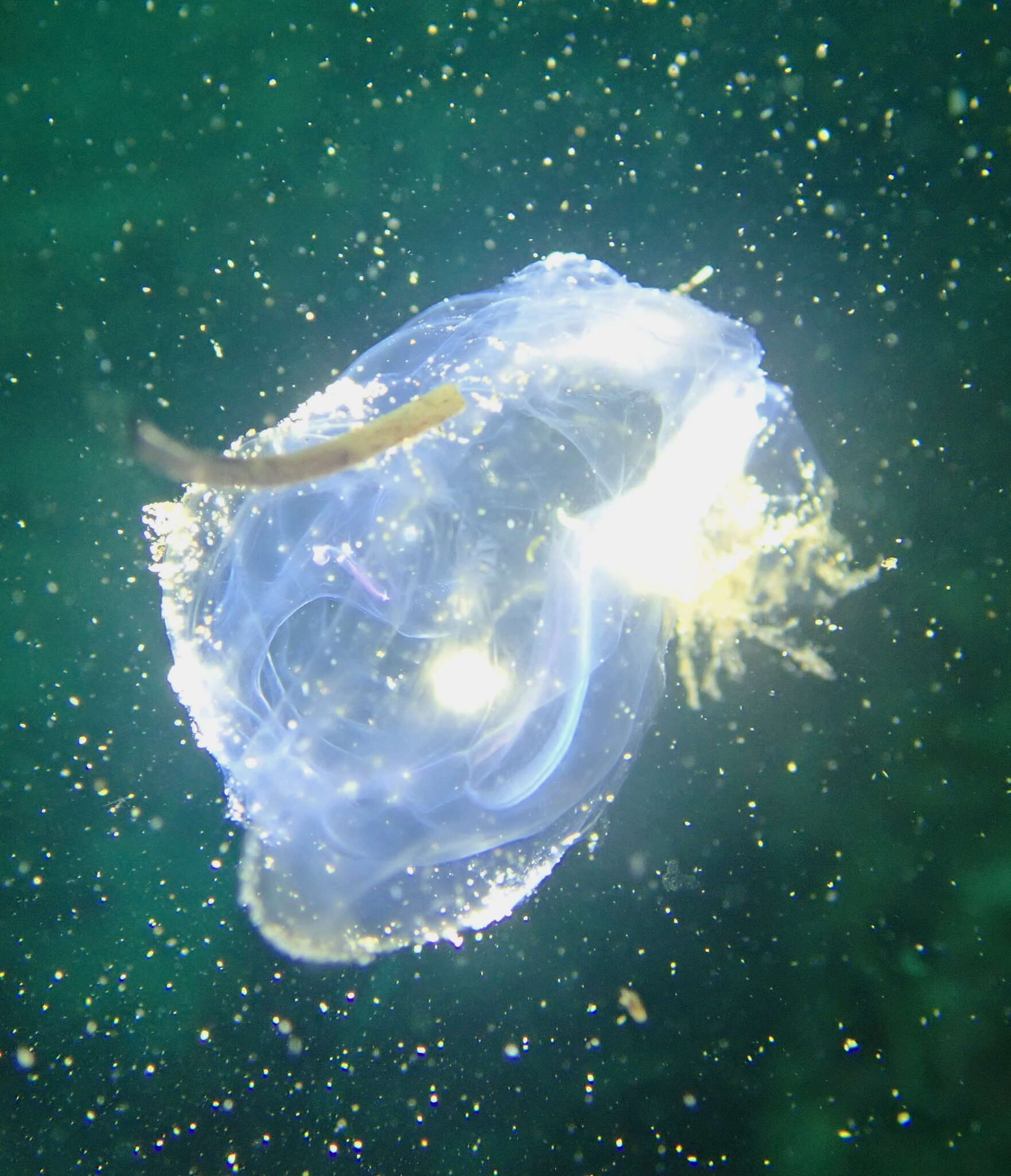 Image of common salp