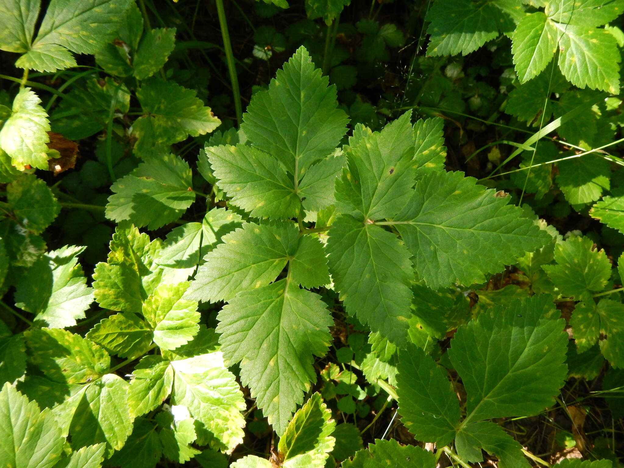 Imagem de Aegopodium latifolium Turcz.