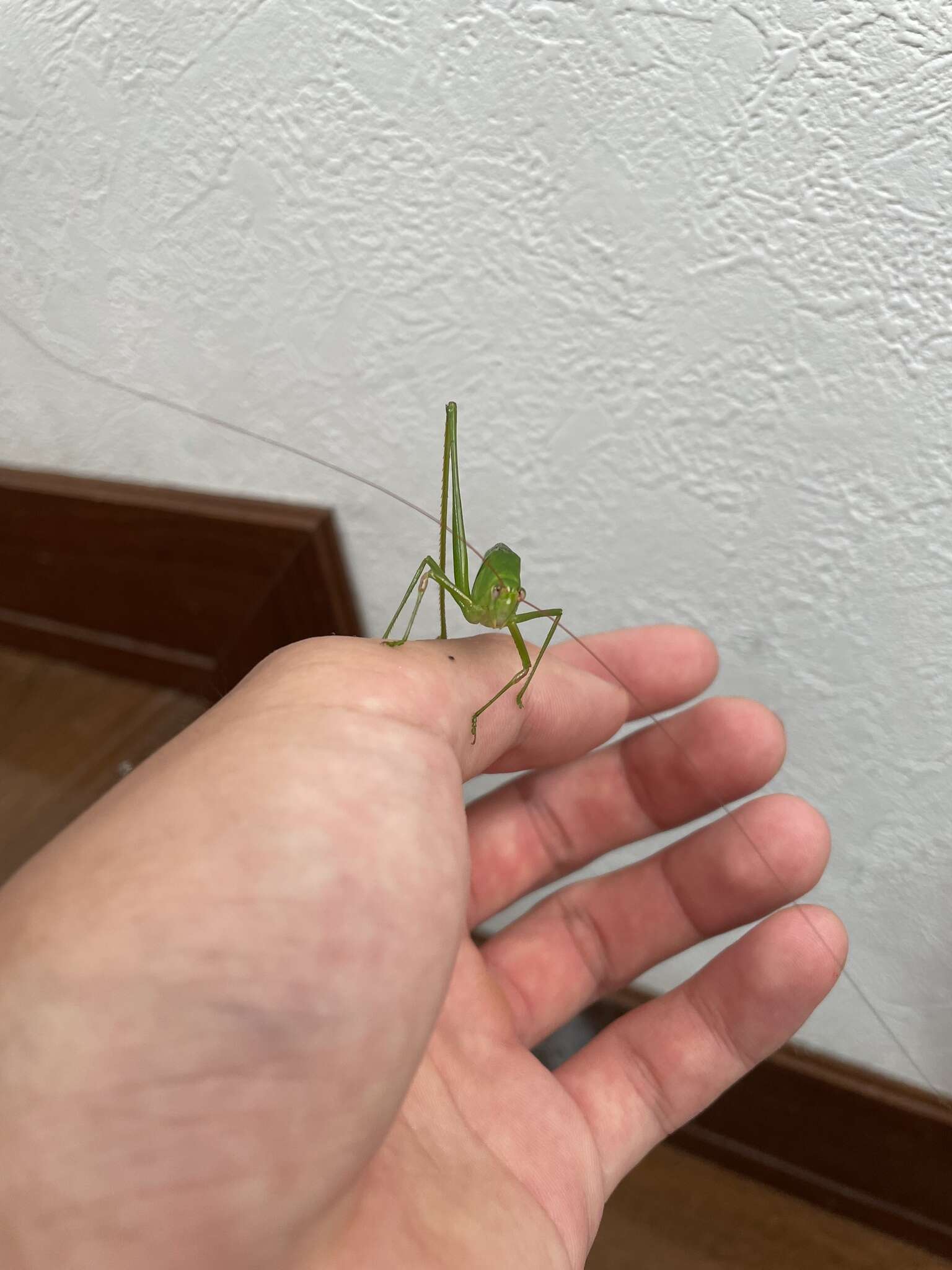 Image of Japanese broadwinged katydid