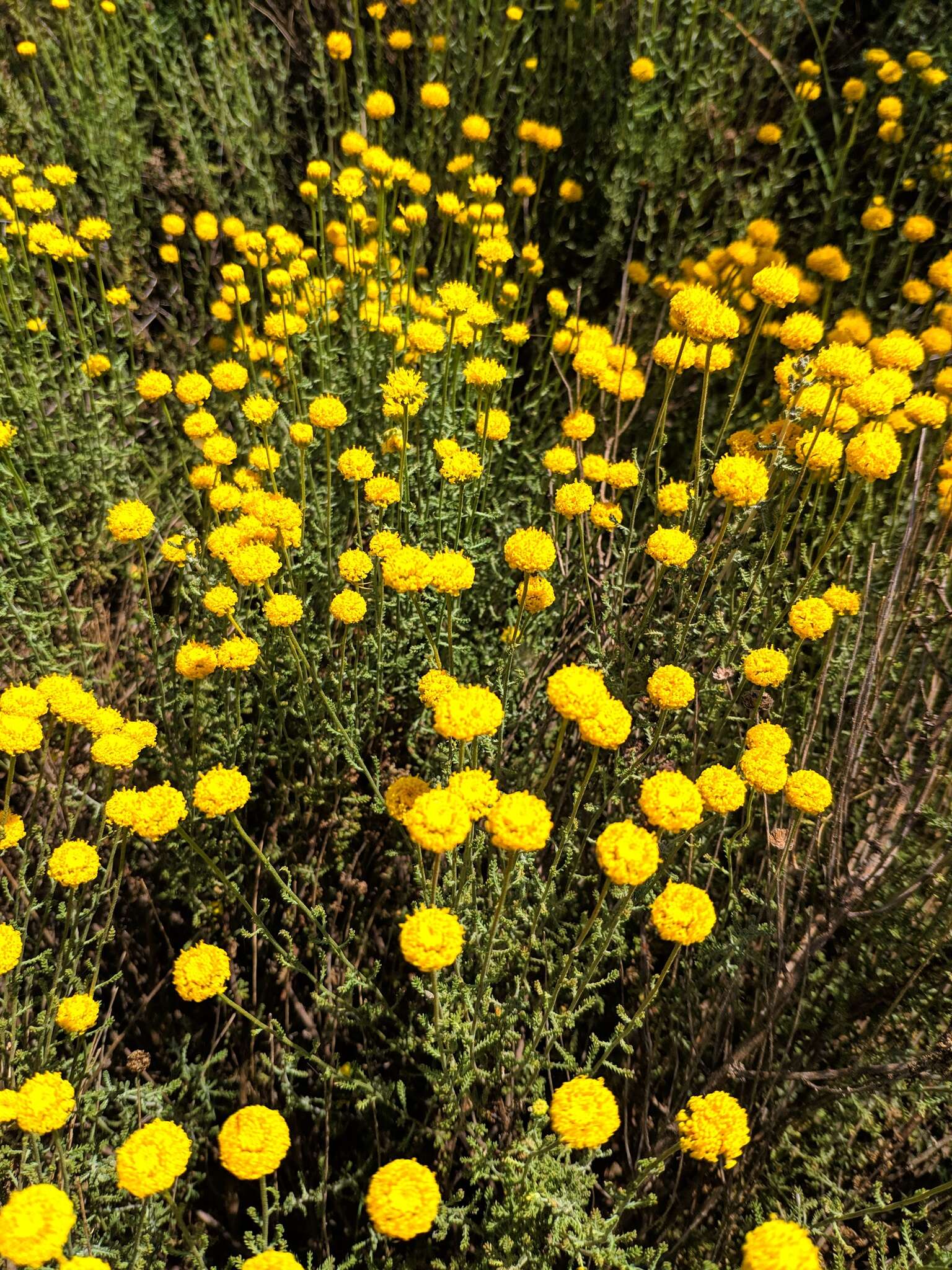 Image of lavender cotton