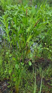 Image of Gulf Coast Spike-Rush